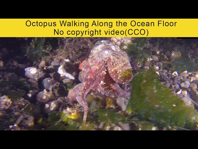 Octopus Walking Along the Ocean Floor | Spy In The Ocean | BBC Earth | no copyright video (CCO) #bbc