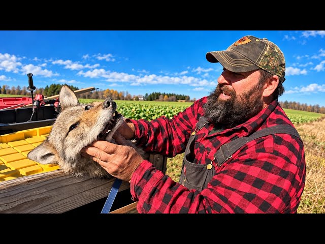 A BEAR in OUR TRAP?! Craziest Day on the Maine Trapline