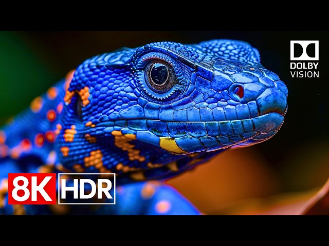 Insane HDR Detail | Stunning 8K Dolby Vision 60fps TV Demo