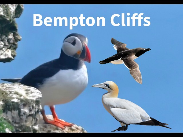 RSPB Bempton Cliffs