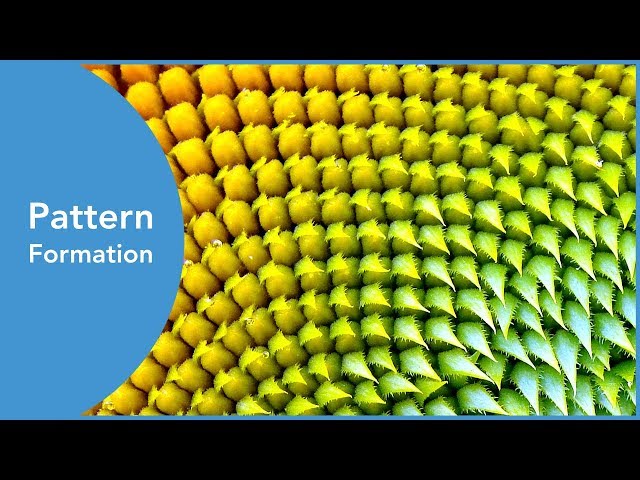 Pattern Formation