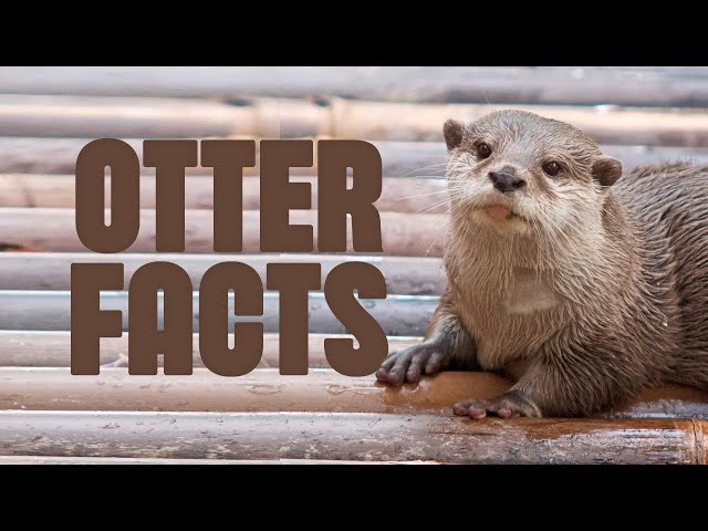 Otter Facts Cuter Than You Think