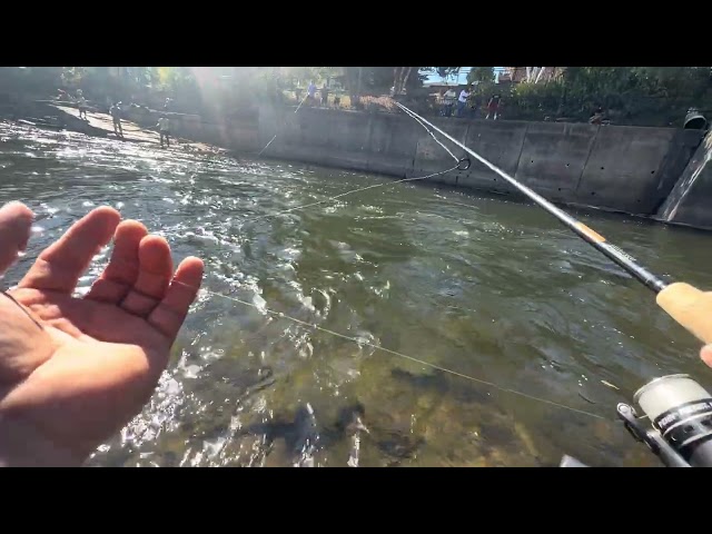 First Time Salmon Fishing / Pulaski River, NY ( DAY 1 ) 