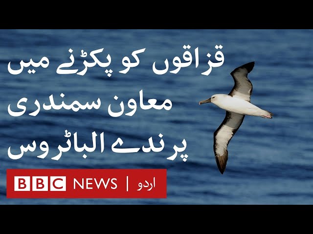 The albatrosses who catch pirates on the high seas - BBC URDU