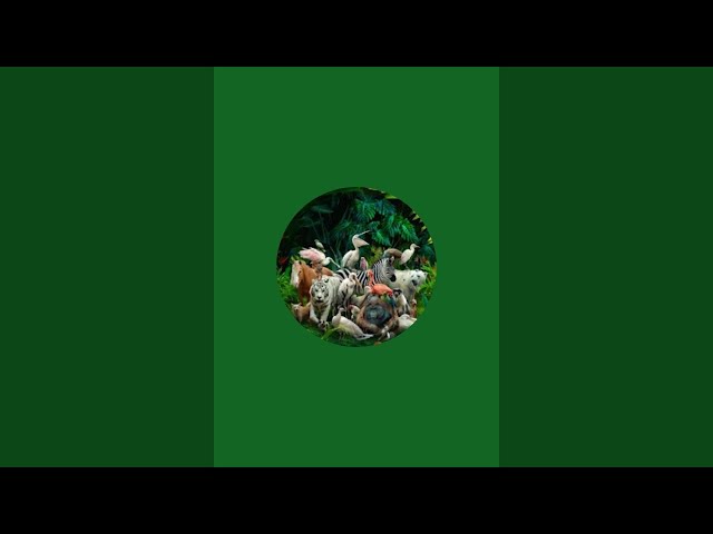 Gaming comedy dance entertainment video