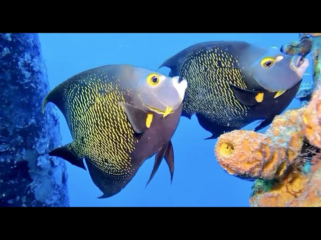 Best of Bonaire Scuba Diving