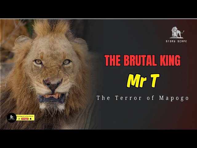 Mr. T: Sabi Sand වනාන්තරය හොල්ලපු දරුණුම සිංහයාගේ කතාව | Mapogo Lions