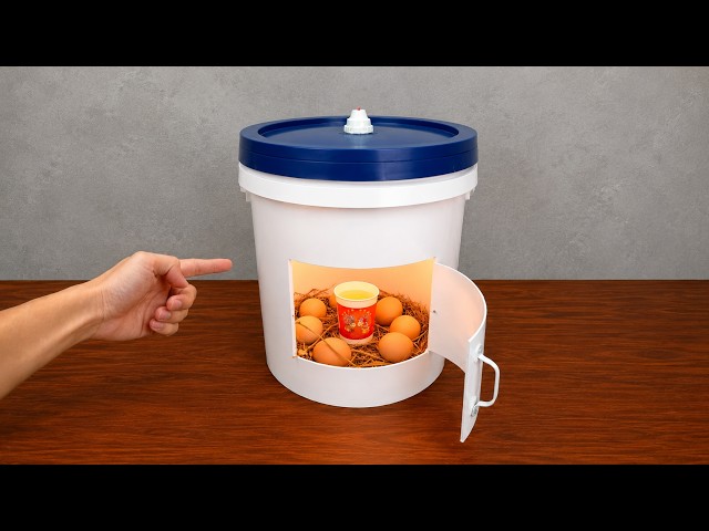 How to Make an Automatic Egg Incubator at Home for Free Using an Old Paint Bucket! 🥚🐣