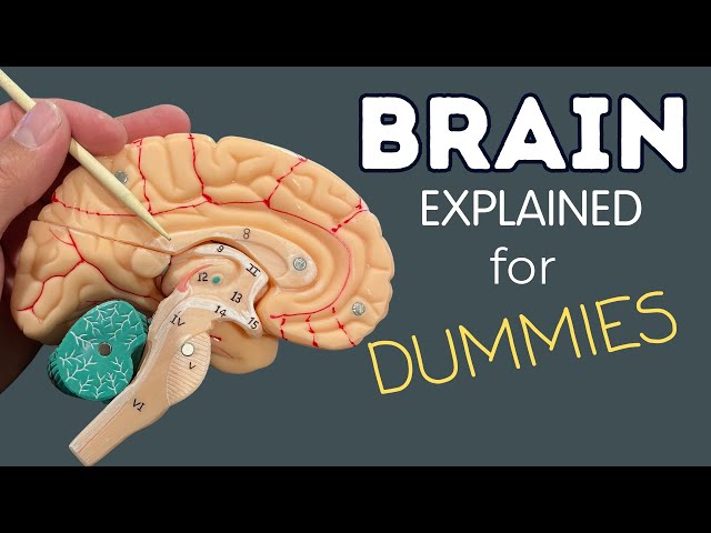 The Brain Explained in 7 Minutes