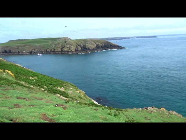 Skomer puffins
