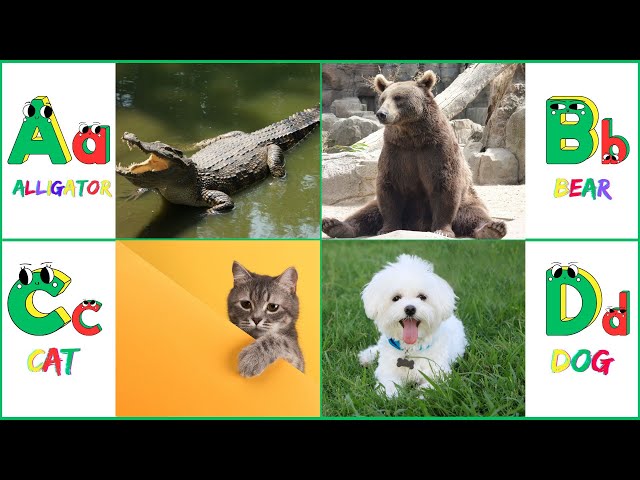 ABC Learning For Toddler English | ABC Video For Kids