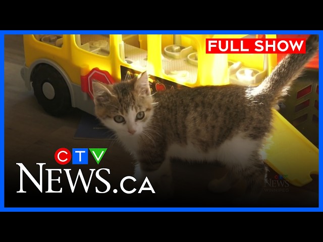Feral cat population growing in Selkirk | CTV News Winnipeg at Six for Oct. 21, 2026