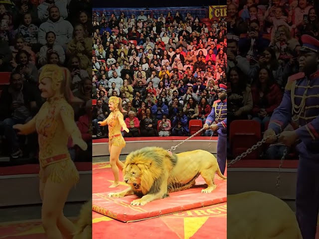 She Dove OVER a Lion! 😱 Most Dangerous Circus Act Ever!