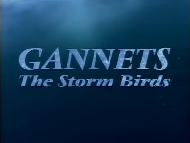 Wildlife on One - S23E09 - Gannets: The Storm Birds (May 23rd 1996)