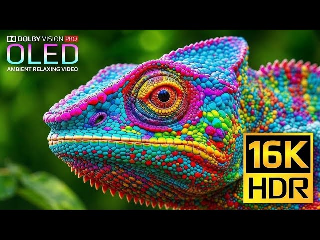 Best OLED TV Display Test in 16K Dolby Vision HDR 120fps (4K • 8K Ultra HD)