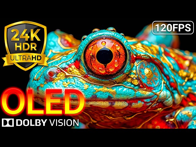 Feel Every Details: 24K HDR 120FPS Dolby Vision OLED Test (8K/4K Video)