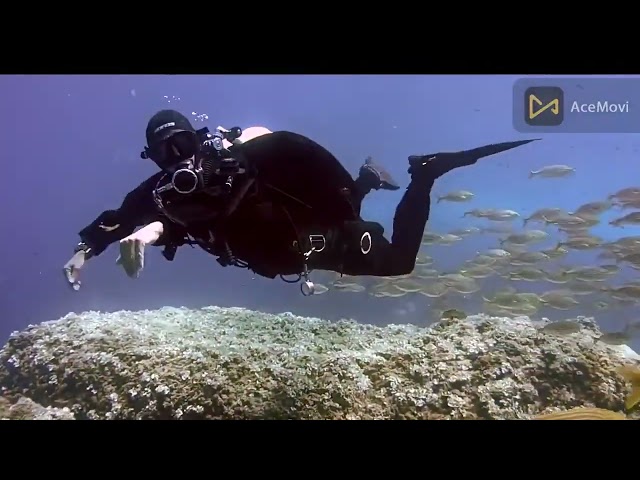 one hour of amazing ocean moments  bbc earth