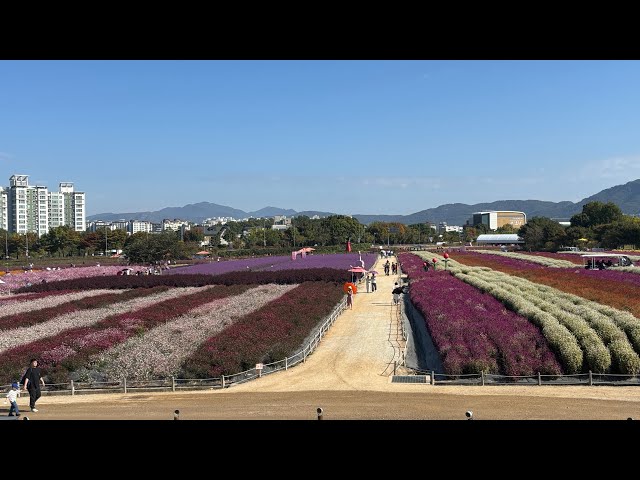Walking Through Korea’s Autumn Wonderland 🌸🍂 | Nari Park | VR