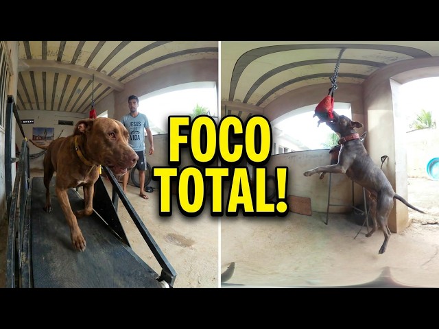 Pitbull on the treadmill, biting a chew toy, and see who escaped from the kennel.