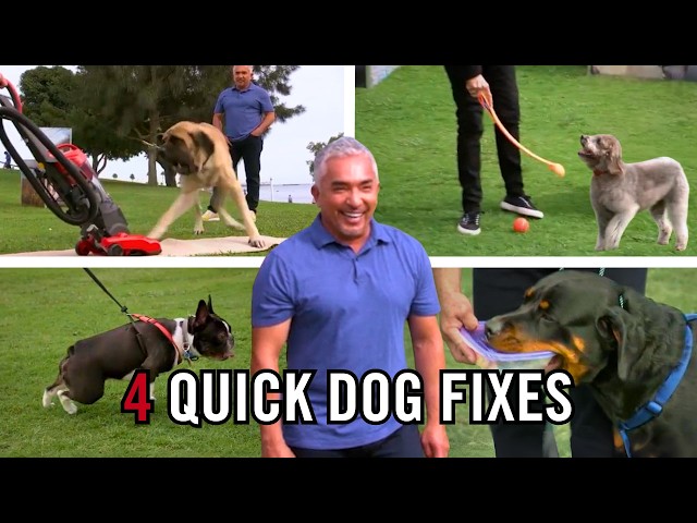 Dog Training Tips You Need for Everyday Problems