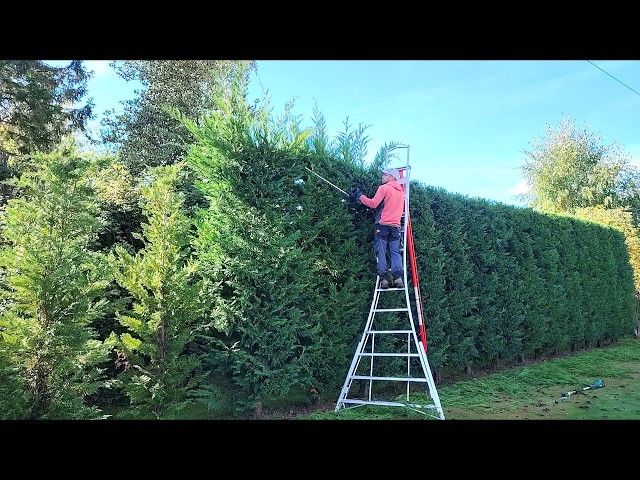 Year 4 on this Newly Planted Leylandii Hedge