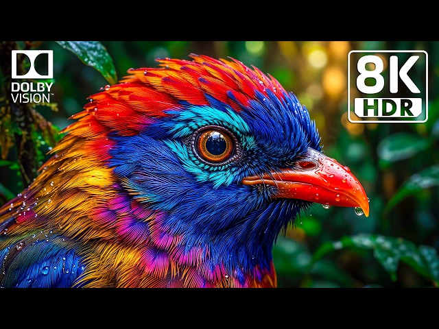 The Most Breathtaking Nature 24K HDR 120FPS Dolby Vision OLED Test (8K/4K Video)