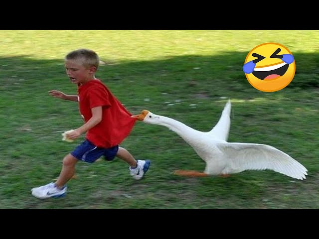 Best Funny Videos Of 2025 😂 TRY NOT TO LAUGH Funny Videos #9