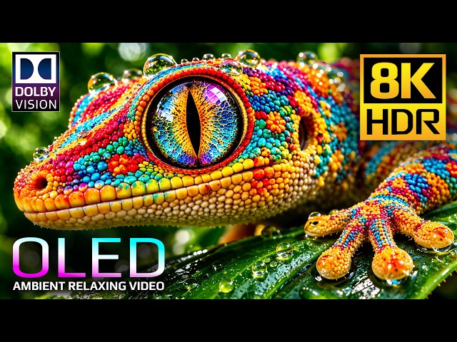 Extreme 8K HDR Nature Detail | OLED TV Test (8K/4K Video TV)