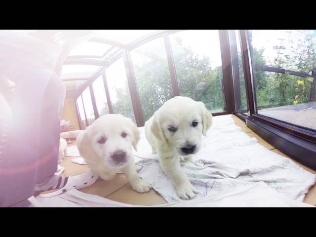 Virtual Dream - 360 Golden Retriever Puppies !