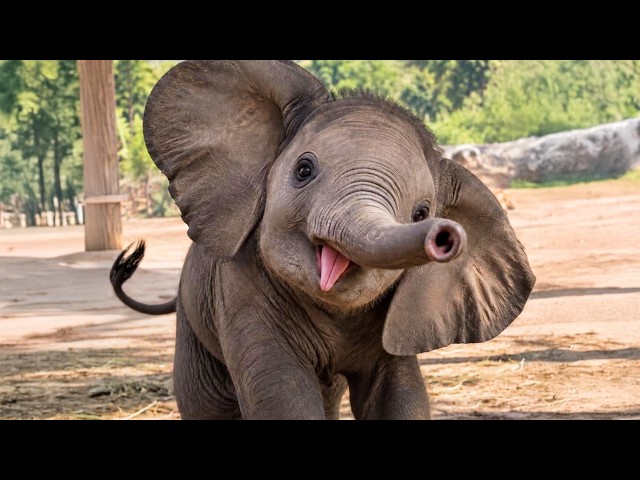 When Adorable Baby Elephants Can’t Stop Being Little Comedians 😂🐘 Funniest Animal Videos Ever