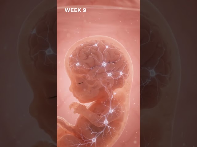 How Baby’s Brain Develops in the Womb 🧠🤰 | Week 3–12 | 3D Medical Animation