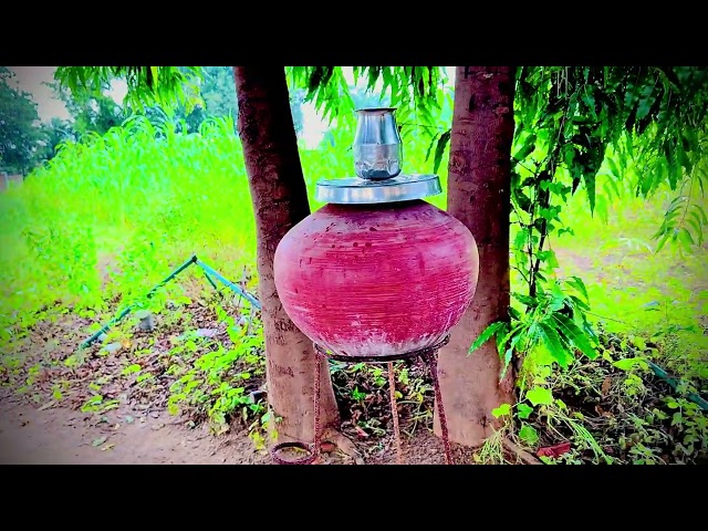 Free Village Nature Footage | Plants, Flowers & Fruits | Creative Commons Part - 8