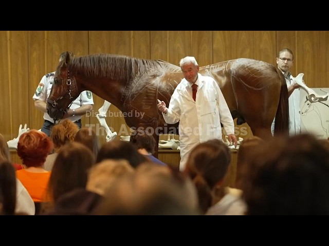 Horses join first-day veterinary students at anatomy lecture in Budapest