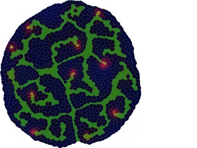 Simulation of leaf growth with pattern formation according to Meinhardt 1976
