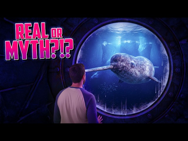 Narwhals Explained: The REAL Unicorns of the Sea!