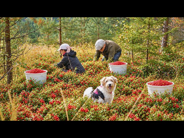 We Harvested Wild Lingonberries 🍒 Autumn in the Finnish Countryside