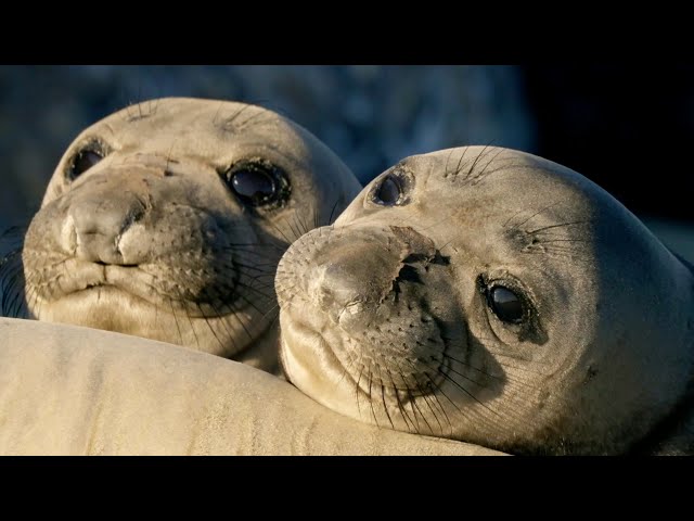 Seal Pups: Playful Prodigies | Animals with Cameras 2 | BBC Earth