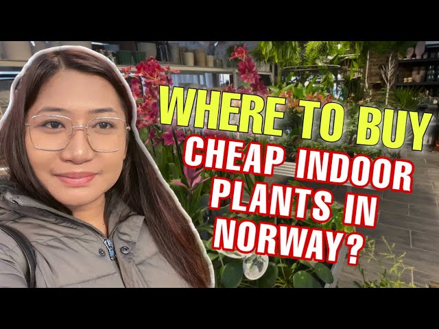 WHERE TO BUY CHEAP INDOOR PLANTS IN NORWAY?