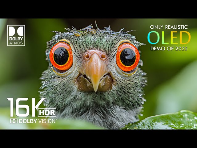 16K Video ULTRA HD 1000 FPS - Dolby Vision HDR Video