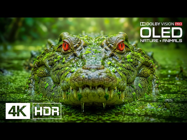 Jaw-Dropping OLED Test Experience Like Never Before | 4K 60fps HDR Video | Dolby Vision