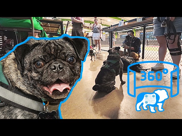 August the Pug Gives Back! 🐾 Interactive 360° Photo Shoot (DFW Pug Rescue)