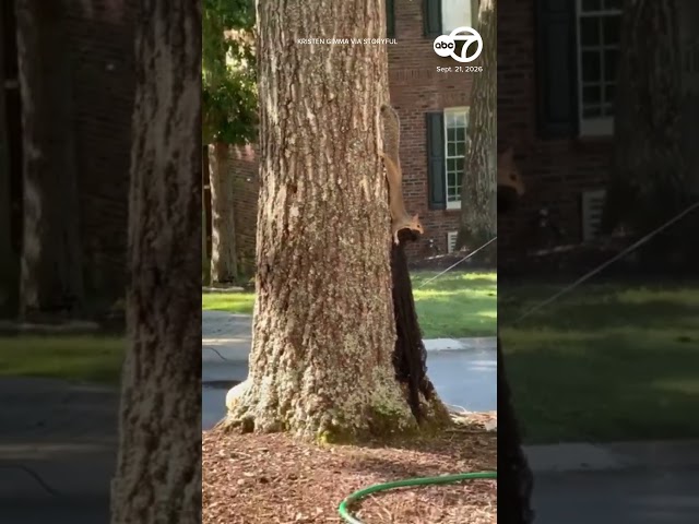 Crafty Squirrel Repurposes Halloween Decoration for Nest
