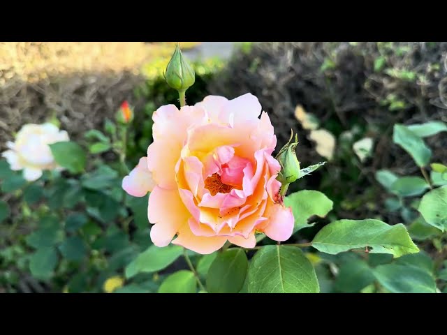 SoCal plants, roses, flowers at Whitney's 🌹 🌺  ☀️#socal  #backyardgarden #sanctuary #012 #roses