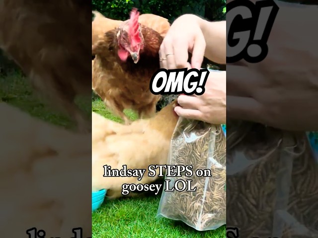 🐔💛 OMG Lindsay LoHEN STEPS over her sister LOL ALL FOR FOOD!