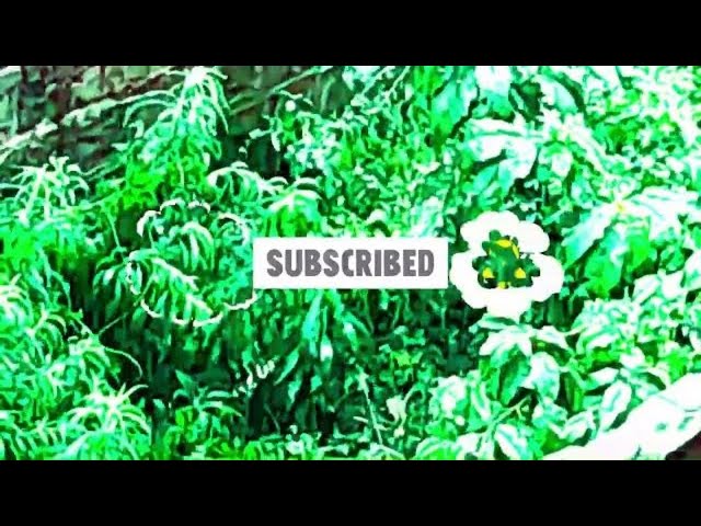 Beautiful Relaxing Music With Amazing Nature Sounds