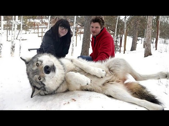 When Animals Can’t Stop Being Comedians 😂 Funniest Animal Videos Ever!