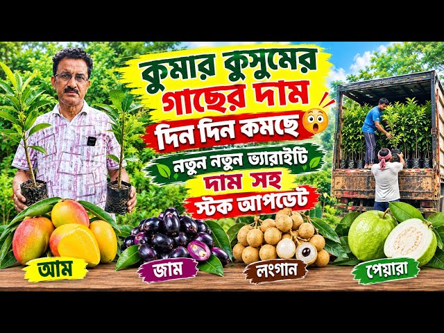 কুমার কুসুম করি নার্সারী। নতুন জাতের আম জাম নারিকেল লংগান পেয়ারা সুপারি স্টক। ১৫৫ রকম দেশি বিদেশী আম