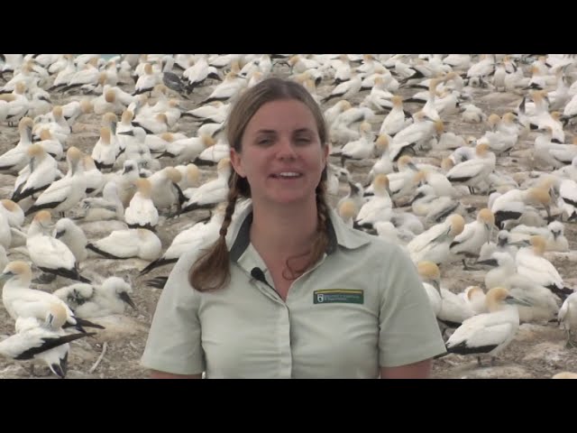 Meet the Locals: Gannet research