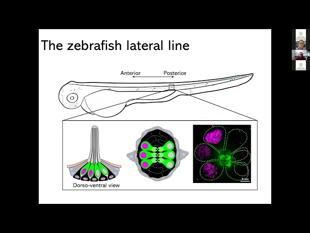 Symmetry breking during morphogenesis of a mechanosensory organ