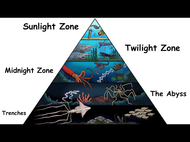 The Most Disturbing Creatures in Each Ocean Layer